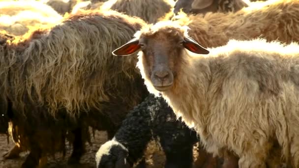 Fazenda de ovelhas com ovelhas e cabras. Foco seletivo. — Vídeo de Stock