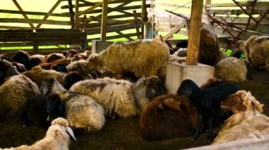 Koyun ve keçili koyun çiftliği. Seçici odak.