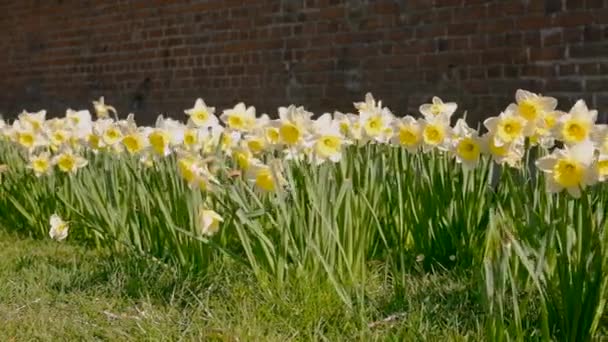 Daffodils bloom in the flower bed. Selective focus. — Stock videók