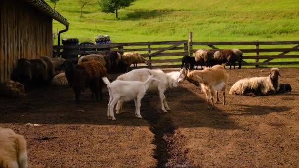 Kozí rohy bojují s rohy. Selektivní zaměření. — Stock video