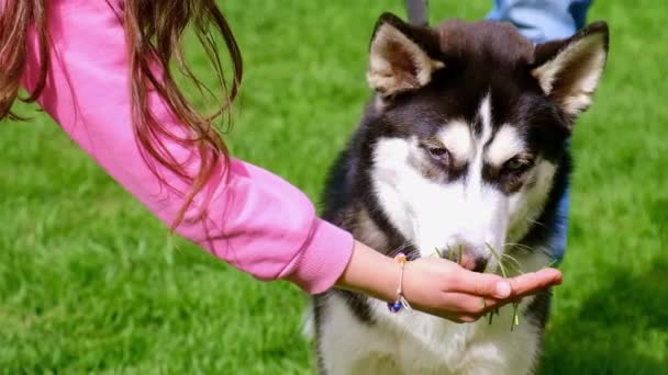 The dog eats grass in the park. Selective focus. — Wideo stockowe