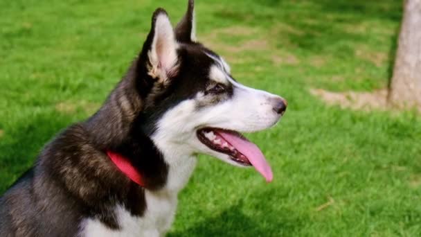 Husky dog in the park for a walk. Selective focus. — Vídeo de Stock