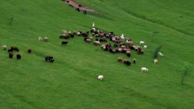Koyunlar ve keçiler otlakta otlar. Seçici odak.