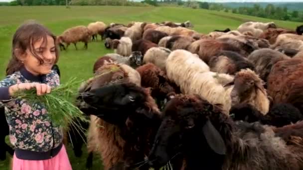 Een meisje voedt een schaap met gras. Selectieve focus. — Stockvideo