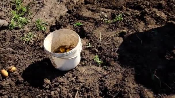 Les gens récoltent des pommes de terre dans le jardin. Concentration sélective. — Video