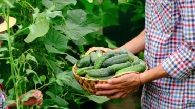Bir çocuk ve bir adamın ellerinde salatalık hasat et. Seçici odak.