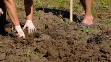 İnsanlar bahçede patates hasat ediyorlar. Seçici odak.