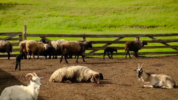 Schapenboerderij met schapen en geiten. Selectieve focus. — Stockvideo