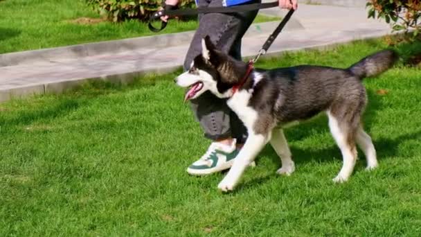 El dueño pasea al perro en el parque. Enfoque selectivo. — Vídeos de Stock