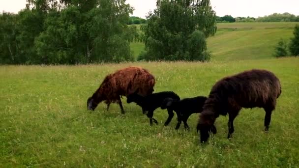 Får och getter betar på betesmarken. Selektiv inriktning. — Stockvideo