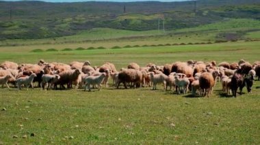 Sheep graze in the pasture. Selective focus.