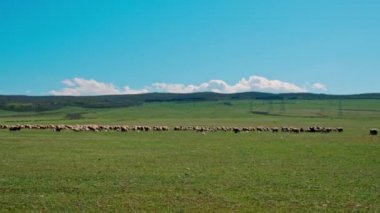 Koyun otlakta otluyor. Seçici odak.