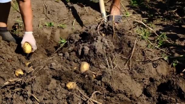 Les gens récoltent des pommes de terre dans le jardin. Concentration sélective. — Video