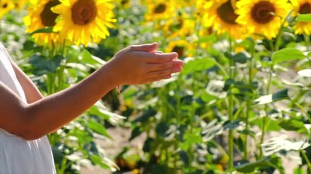 Uma criança com sementes de girassol em suas mãos em um campo. Foco seletivo. — Vídeo de Stock