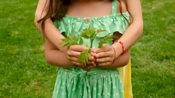 Les enfants des arbres protègent la nature avec amour. Concentration sélective. — Video