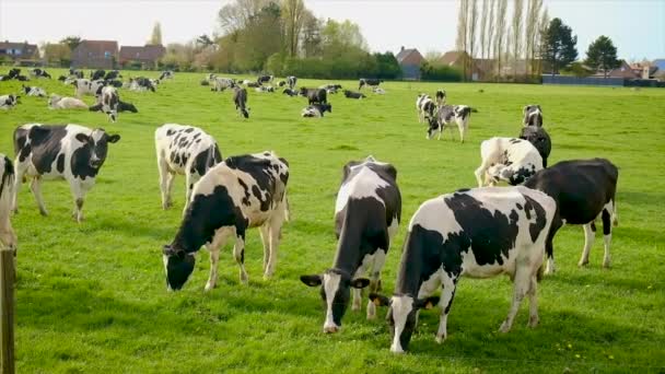 Корови пасуться в пасовищі. Вибірковий фокус . — стокове відео