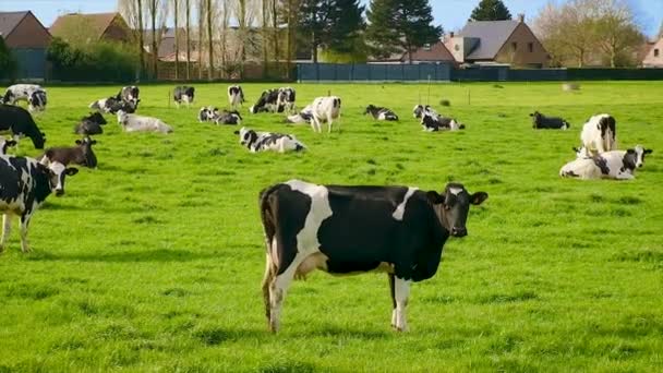 Корови пасуться в пасовищі. Вибірковий фокус . — стокове відео