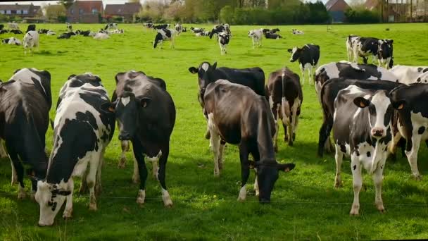 Koeien grazen in de wei. Selectieve focus. — Stockvideo