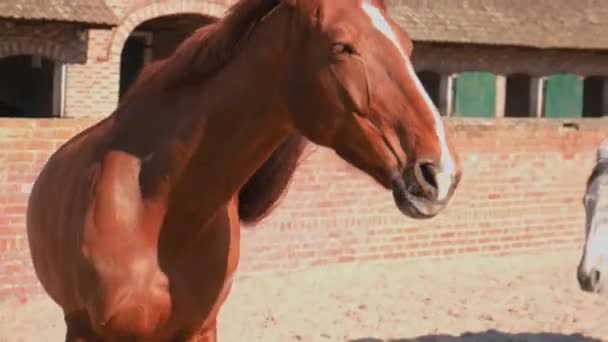 Les chevaux de la ferme galopent. Concentration sélective. — Video