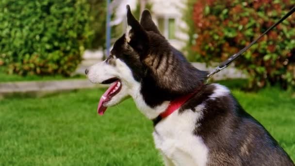 Χάσκι σκυλί στο πάρκο για μια βόλτα. Επιλεκτική εστίαση. — Αρχείο Βίντεο