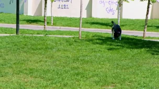 Husky pies w parku na spacer. Skupienie selektywne. — Wideo stockowe
