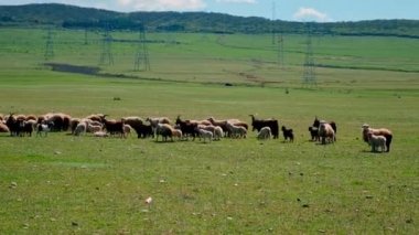 Koyun otlakta otluyor. Seçici odak.