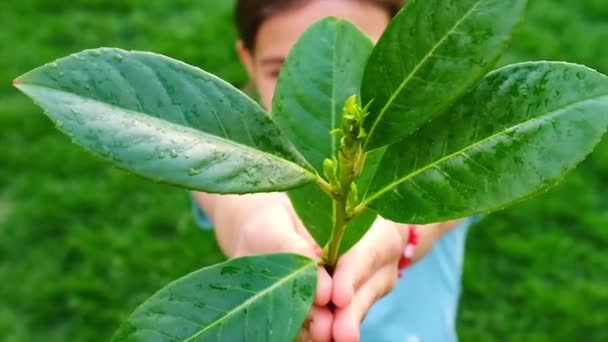 Los niños del árbol protegen la naturaleza con amor. Enfoque selectivo. — Vídeo de stock