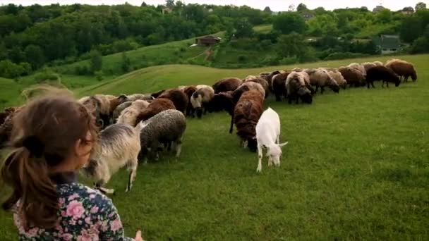 Дитяча Дівчинка Біжить Вівцями Пасовищі Вибірковий Фокус Природа — стокове відео