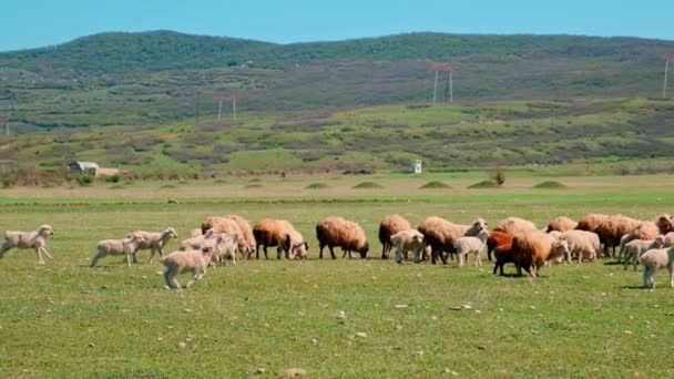 Sheep Graze Pasture Selective Focus Animal — стоковое видео