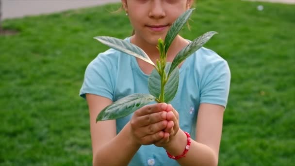 Baumkinder Schützen Die Natur Mit Liebe Selektiver Fokus Kind — Stockvideo