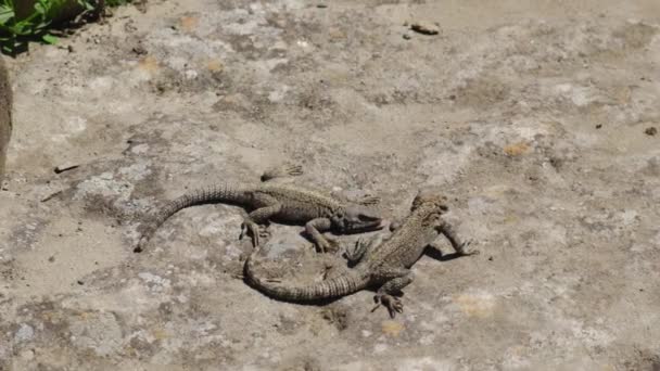 Mating Games Lizards Rocks Selective Focus Nature — Stock Video