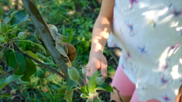 Çocuk Doğayı Inceliyor Salyangoza Bakıyor Seçici Odaklanma Çocuk — Stok video