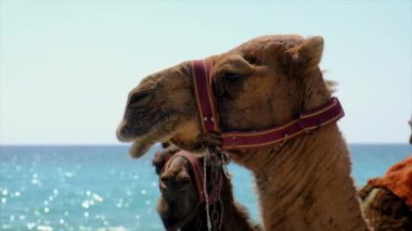 Deniz kenarındaki sahilde develer seçici odak noktası. Doğa.