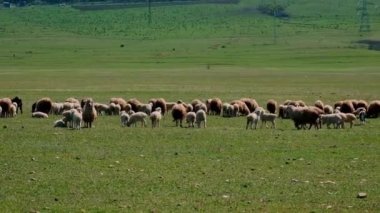 Sheep graze in the pasture. Selective focus. Animal.