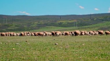 Koyun otlakta otluyor. Seçici odaklanma. Hayvan..