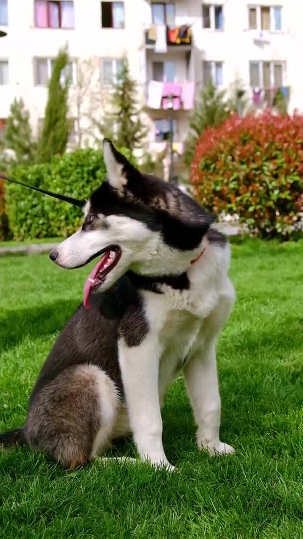 Husky Dog Park Walk Selective Focus Nature — Video