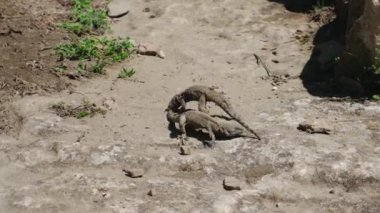 Kayalarda kertenkele çiftleşmesi. Seçici odaklanma. Doğa.
