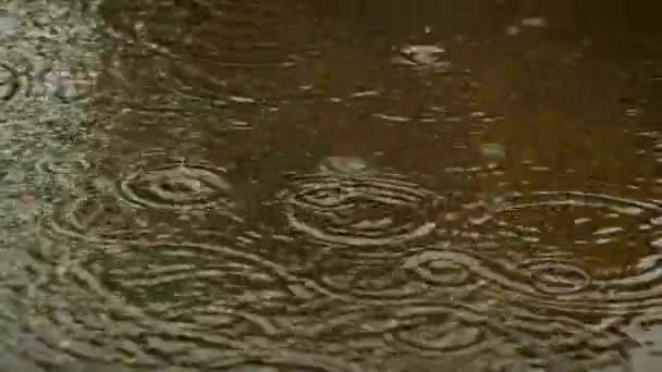 Regen Tropft Pfützen Selektiver Fokus Natur — Stockvideo