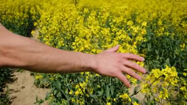 Gran Campo Flores Mostaza Por Mano Agricultor Masculino Enfoque Selectivo — Vídeos de Stock