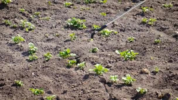 Trate Jardín Con Herbicida Venenoso Malas Hierbas Plagas Enfoque Selectivo — Vídeos de Stock