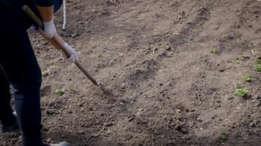 Bahçeyi yabani otlardan temizleyin. Seçici odaklanma. İnsanlar.