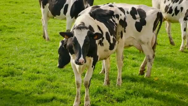 Les Vaches Paissent Dans Pâturage Concentration Sélective Animal — Video