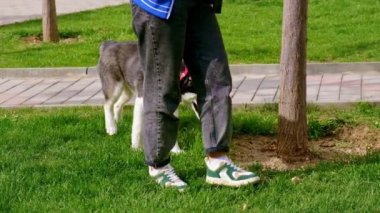 Sahibi parkta köpeği gezdirir. Seçici odaklanma. Doğa.