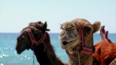 Deniz kenarındaki sahilde develer seçici odak noktası. Doğa.