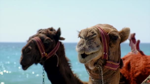 해변에 낙타들은 선택적 근처에 있습니다 — 비디오