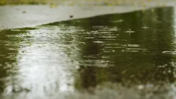 Regen Tropft Pfützen Selektiver Fokus Natur — Stockvideo