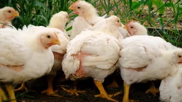 Pollos Pollo Gallinero Enfoque Selectivo Animal — Vídeo de stock