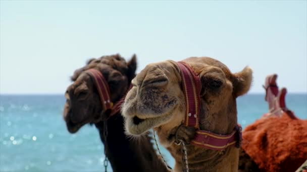 Верблюди Пляжі Біля Моря Вибірковий Акцент Природа — стокове відео