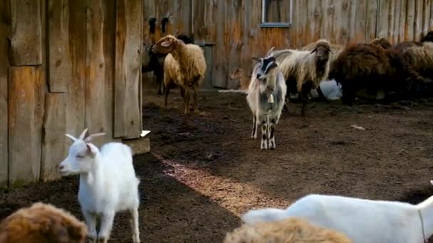 Birkafarm Juhokkal Kecskékkel Szelektív Fókusz Természet — Stock videók