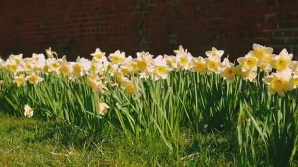 Daffodils Bloom Flower Bed Selective Focus Nature — Stock video